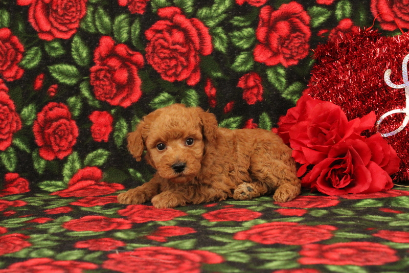 puppy, for, sale, Mini Poodle, Matthew B. Stoltzfus, dog, breeder, Gap, PA, dog-breeder, puppy-for-sale, forsale, nearby, find, puppyfind, locator, puppylocator, aca